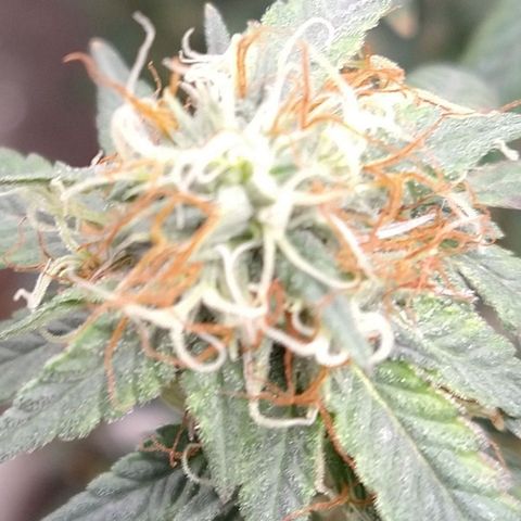 Happy Valley White Wedding 1 growlog timeline photo