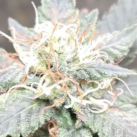 Happy Valley White Wedding 2 growlog timeline photo