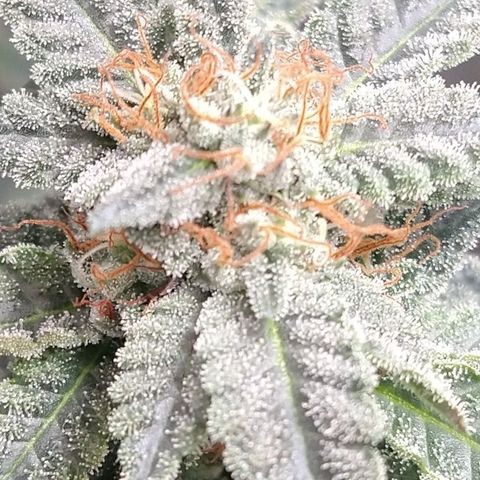 Happy Valley White Wedding 3 growlog timeline photo