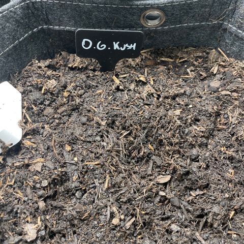 OG Kush growlog photo: Ainda não brotou