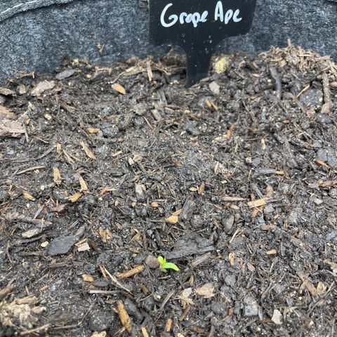 Grape Ape growlog photo: Britinho