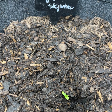 Royal Skywalker growlog photo: Brotinho