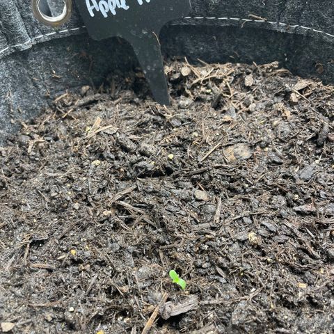 Apple Fritter Auto growlog photo: Brotinho
