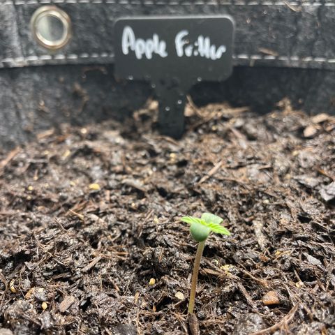 Apple Fritter Auto growlog timeline photo