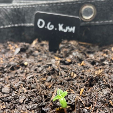 OG Kush growlog timeline photo
