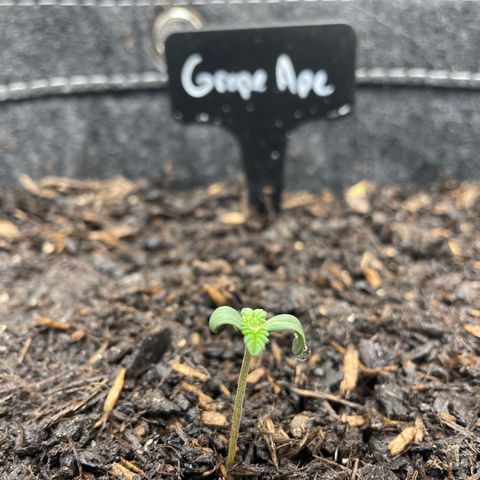 Grape Ape growlog timeline photo