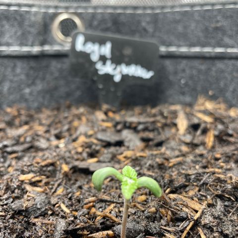 Royal Skywalker growlog timeline photo