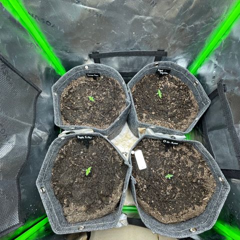 Grape Ape growlog photo: As folhas estão abrindo