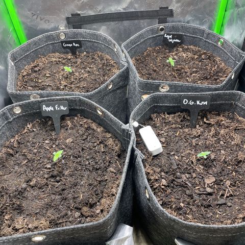 Grape Ape growlog photo: As folhas estão abrindo