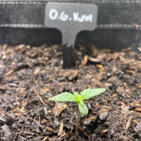 OG Kush growlog timeline photo