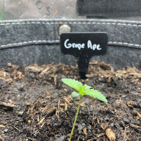 Grape Ape growlog timeline photo