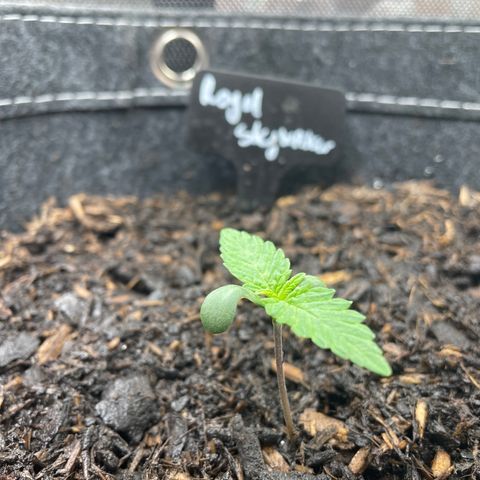 Royal Skywalker growlog timeline photo