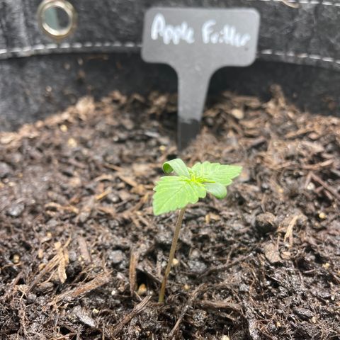 Apple Fritter Auto growlog timeline photo