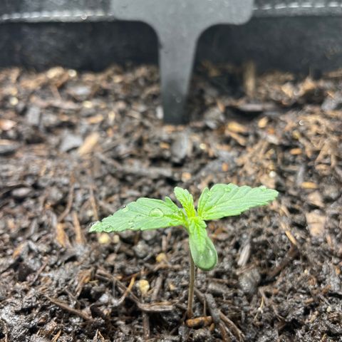 OG Kush growlog timeline photo