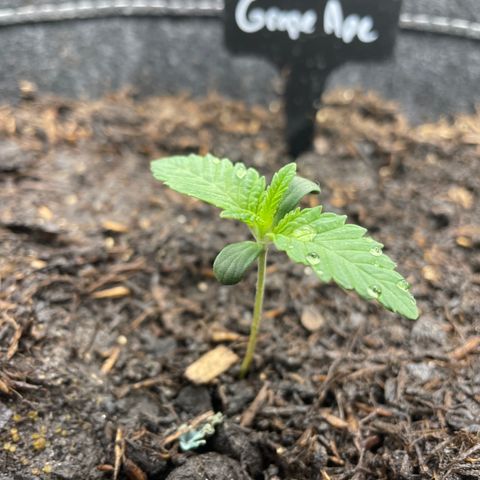 Grape Ape growlog timeline photo