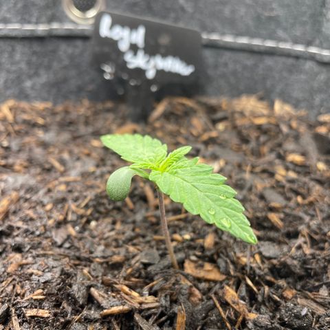 Royal Skywalker growlog timeline photo