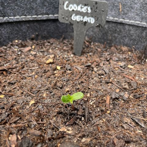 Cookies Gelato growlog timeline photo