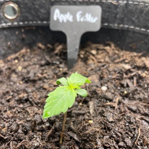 Apple Fritter Auto growlog timeline photo