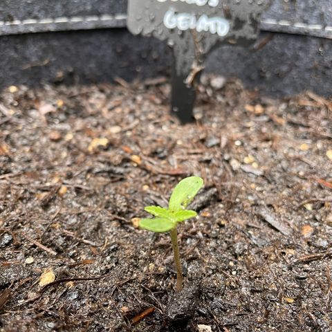 Cookies Gelato growlog timeline photo
