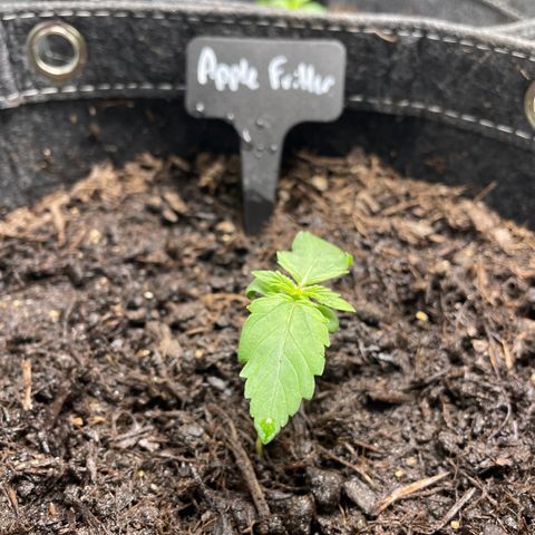 Apple Fritter Auto growlog timeline photo
