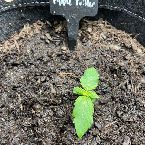 Apple Fritter Auto growlog timeline photo