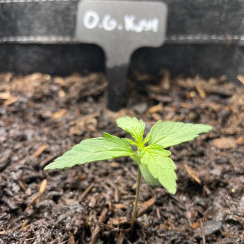 OG Kush growlog timeline photo