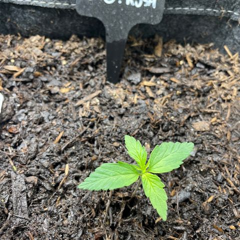 OG Kush growlog timeline photo