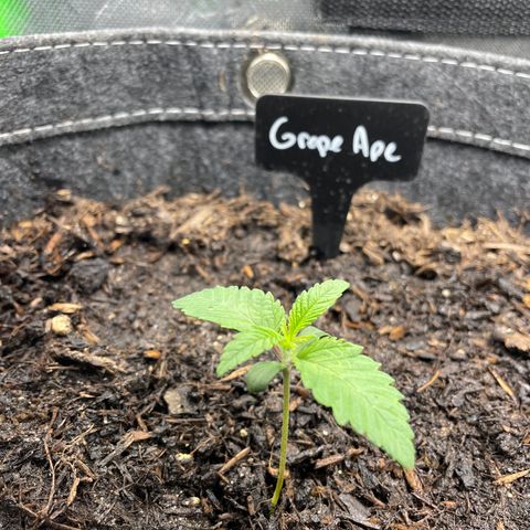 Grape Ape growlog timeline photo