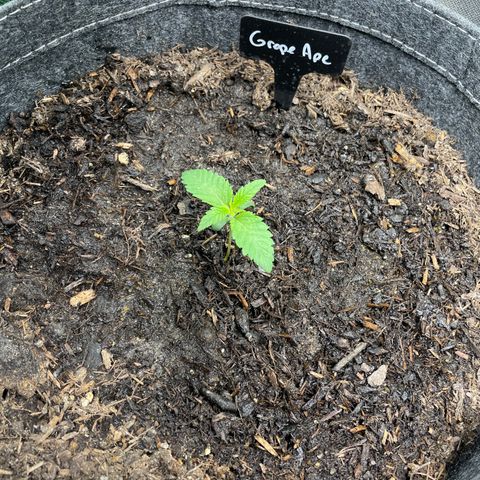 Grape Ape growlog timeline photo