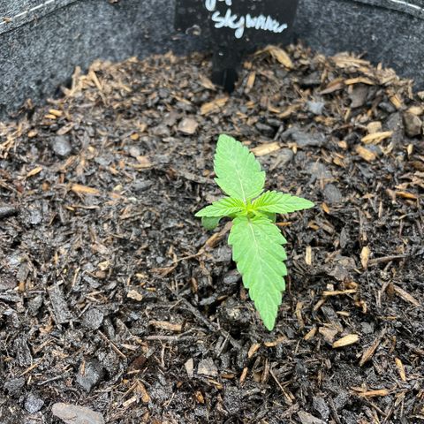 Royal Skywalker growlog timeline photo