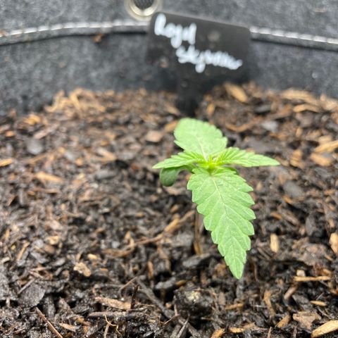 Royal Skywalker growlog timeline photo