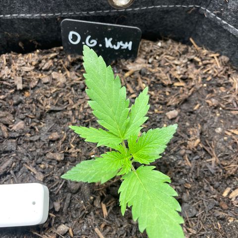 OG Kush growlog timeline photo