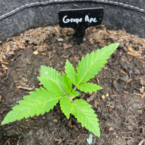 Grape Ape growlog timeline photo