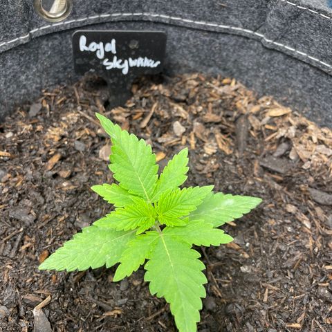 Royal Skywalker growlog timeline photo
