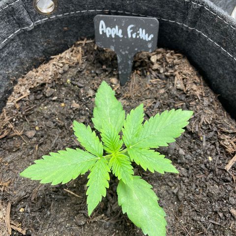 Apple Fritter Auto growlog timeline photo