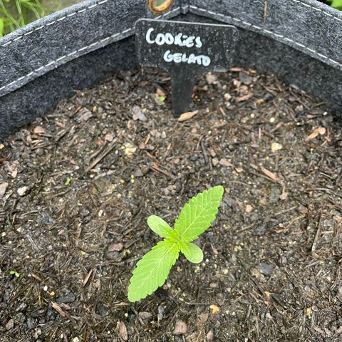 Cookies Gelato growlog timeline photo