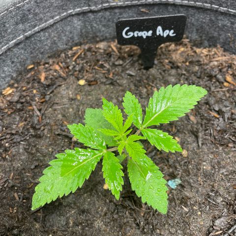 Grape Ape growlog timeline photo