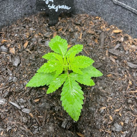 Royal Skywalker growlog timeline photo
