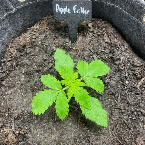 Apple Fritter Auto growlog timeline photo