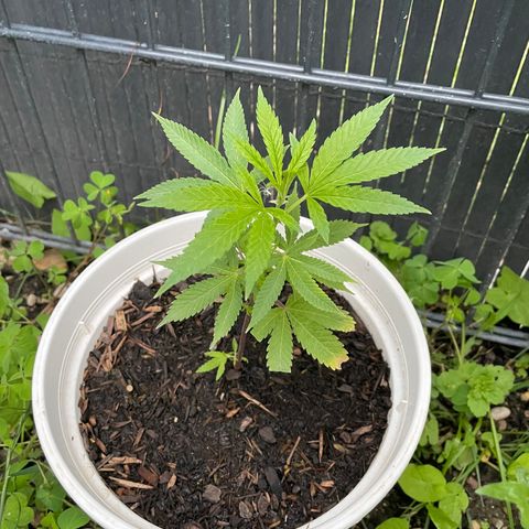 Special Queen clone growlog timeline photo