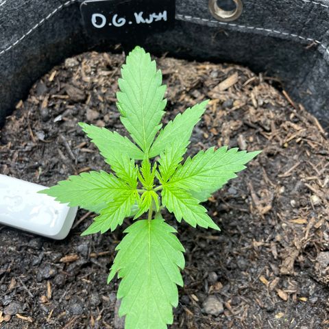 OG Kush growlog timeline photo