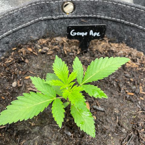 Grape Ape growlog timeline photo