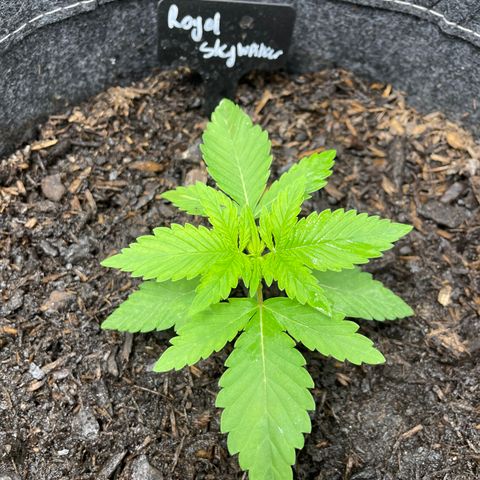 Royal Skywalker growlog timeline photo