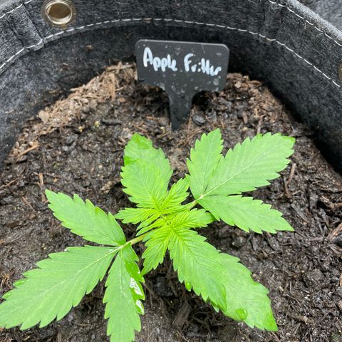 Apple Fritter Auto growlog timeline photo