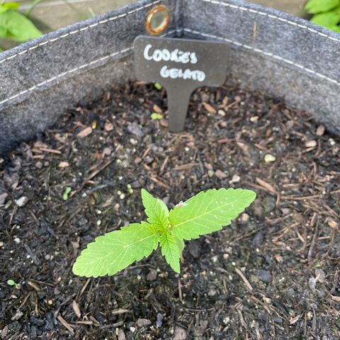 Cookies Gelato growlog timeline photo