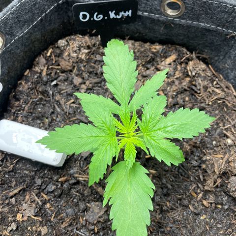 OG Kush growlog timeline photo