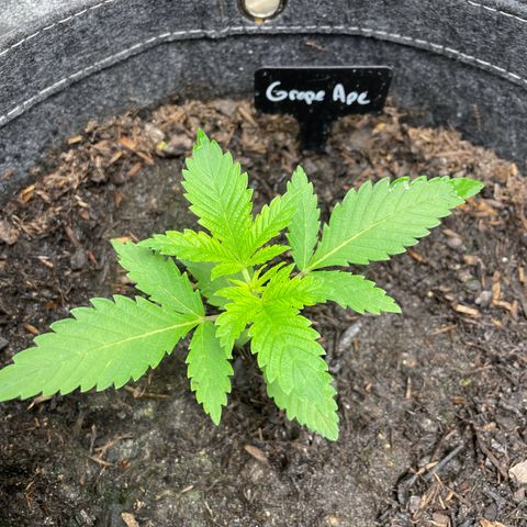 Grape Ape growlog timeline photo
