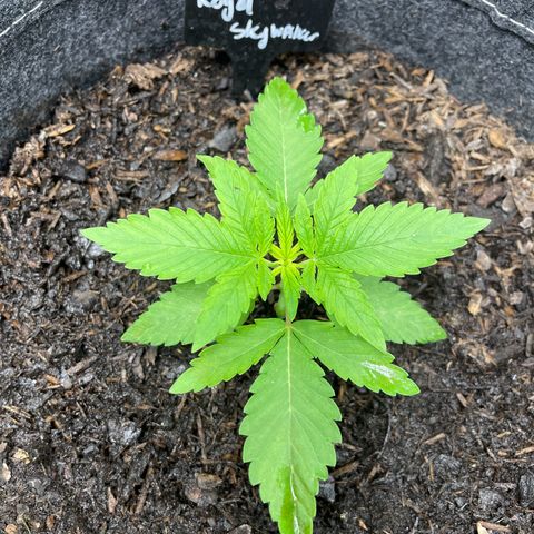 Royal Skywalker growlog timeline photo