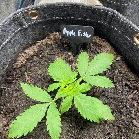 Apple Fritter Auto growlog timeline photo