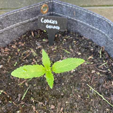 Cookies Gelato growlog timeline photo